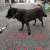 甲斐犬サン、出社拒否する！の巻〜 ｲﾔ(≧ヘ≦ ))(( ≧ヘ≦)ｲﾔ‼︎