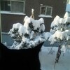 雪が積もりました