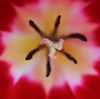 チューリップの花心