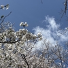 朝散歩: 桜（ソメイヨシノ）が満開でした