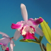 Cattleya intermedia f.aquinii`Imanino'
