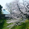 ”さくら”　千鳥ヶ淵〜上野公園