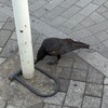 若カラスいろいろやってみる