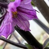 野菜の可愛いお花と実