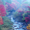 大井平公園の早朝の紅葉