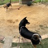 黒柴 🐶 つん