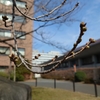 盛岡市街地の2大桜スポット2026の状況は？