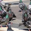 ハワイは鳩が多いので、鳥嫌いは要注意です。