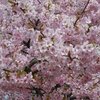 鶴見緑地の早咲きの桜3種と風車の丘