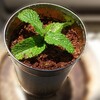 ミントをコンポスト土に植えてみる