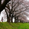 地元の桜を楽しみました