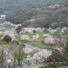 桜満開　中央公園から高見神社