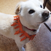 愛犬ノワ