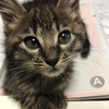 6子猫
