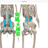 腎臓整体は、大腰筋整体