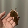 羽化
