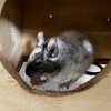 しろごまあん981日目