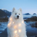 映画と犬と優しい世界（仮）