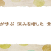 6/13　そよ風に揺れる青楓【俳句*6月】