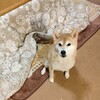 コタツを出しました