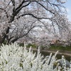 五条川 ソメイヨシノ満開　桜めぐり 2025