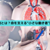 脾臓の役割とは？命を支える“小さな働き者”臓器の秘密