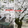 京都市立動物園の桜
