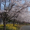 多数の施設に囲まれた長野県の穴場お花見スポット！