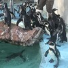 桂浜水族館