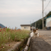 佐柳島のねこさん