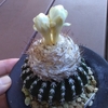 ホルスティ　花ひらくとき