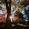 🍂千葉県松戸市 本土寺の紅葉😊 その①