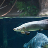 ピラルクー Arapaima sp.