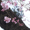 榴岡天満宮の桜も開花