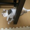 残暑のポム 猫日記