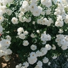 中野市は薔薇だらけ