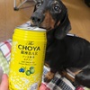 The CHOYA 銀座BAR ジンな梅酒カクテル