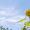 空気が燃えてる‥ 猛暑の連休初日