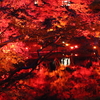 東京・白金の「八芳園」で庭園の紅葉をライトアップするＴＯＫＹＯＵ　ＲＥＤ　ＧＡＲＤＥＮを観賞。
