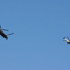 EC-225LP＋CH-47J