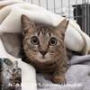 人にも猫にも友好的な ぽっぽちゃん 9/15(日)譲渡会参加予定