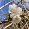 春の陽に暖められて花爛漫♪