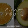 2865食目「ミカンからアボカドに？！」温暖化で栽培地に大きな変化？！