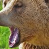 飛行機にクマが激突！！～飛行機にぶつかる野生生物たち。