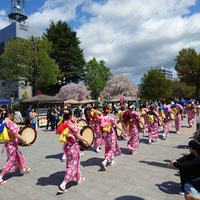 春のさんさ踊り2024