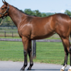 【東サラ】2022年度募集馬評価⑮プラトリーナ21