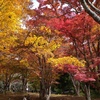 東北の紅葉🍁