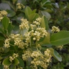 Euonymus japonicus　マサキ