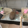 うさぎをお迎えすることが決まった！用意すべき飼育用品とかかる費用は？