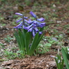 水戸もソメイヨシノの花が咲き出しました